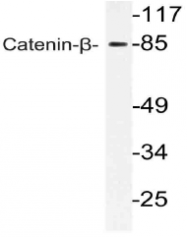 AP21100PU-N - Catenin beta-1