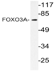 AP20980PU-N - FOXO3 / FKHRL1