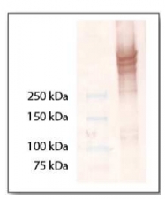 AP02111PU-S - Laminin beta 3 / Laminin-5