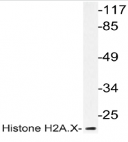 AP20985PU-N - Histone H2A.x