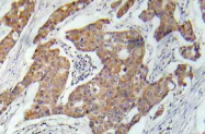 AP21001PU-N - CD309 / VEGFR-2 / Flk-1