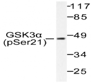 AP20890PU-N - GSK3 alpha