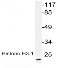 AP20891PU-N - Histone H3.1
