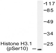 AP20893PU-N - Histone H3.1