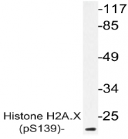 AP20894PU-N - Histone H2A.x