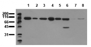 AM00020PU-N - Catenin beta-1