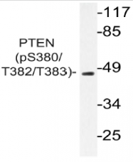 AP20903PU-N - PTEN