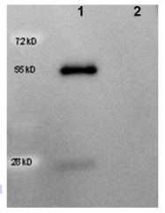 R1318HRP - Goat IgG