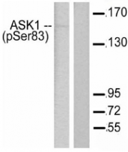 AP20925PU-N - MEKK5 / ASK1