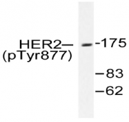 AP20948PU-N - CD340 / ERBB2 / HER2