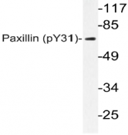 AP20813PU-N - Paxillin / PXN