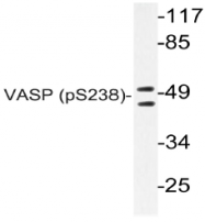 AP20815PU-N - VASP