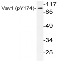 AP20816PU-N - VAV1