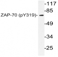 AP20820PU-N - ZAP70