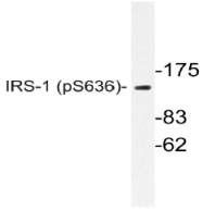 AP20831PU-N - IRS1