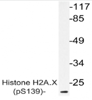 AP20846PU-N - Histone H2A.x
