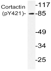 AP20857PU-N - Cortactin