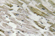 AP20858PU-N - PPP1R14A
