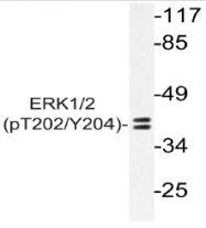 AP20886PU-N - MAPK3 / ERK1