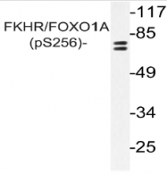AP20887PU-N - FOXO1A