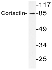 AP20738PU-N - Cortactin
