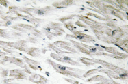 AP20739PU-N - PPP1R14A