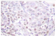 AP06486PU-N - Histone H2A