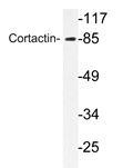 AP20737PU-N - Cortactin