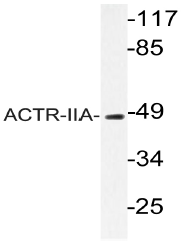 AP20763PU-N - Activin receptor type 2A / ACVR2A