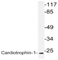 AP20766PU-N - Cardiotrophin-1
