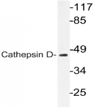 AP20767PU-N - Cathepsin D