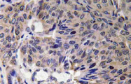 AP20775PU-N - Mitofusin-2