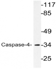 AP20779PU-N - Caspase-4