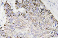 AP20779PU-N - Caspase-4