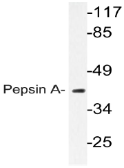 AP20789PU-N - Pepsin