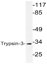 AP20794PU-N - Trypsin-3 / PRSS3