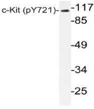 AP20799PU-N - CD117 / c-kit