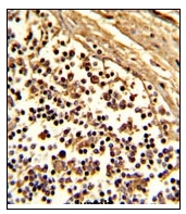 AP11624PU-N - CD33 / SIGLEC3