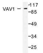 AP20693PU-N - VAV1