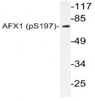 AP20806PU-N - FOXO4 / AFX1 / MLLT7