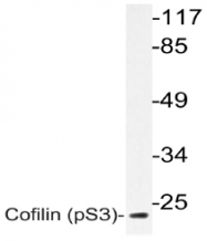 AP20808PU-N - Cofilin-1
