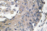 AP20663PU-N - Apolipoprotein E / Apo E
