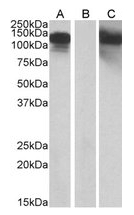 AP21504PU-N - Cadherin-11
