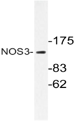 AP20681PU-N - NOS3