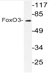 AP20683PU-N - FOXO3 / FKHRL1