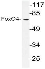 AP20684PU-N - FOXO4 / AFX1 / MLLT7