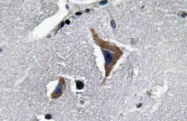 AP20599PU-N - Neurophysin 1