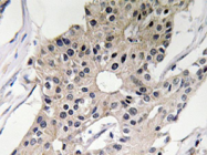 AP20627PU-N - Defensin alpha 1