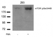AP02480PU-S - mTOR / FRAP1