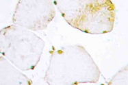 AP20519PU-N - Uracil-DNA glycosylase 2 / Cyclin-O